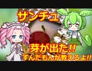 ずんだもんが教えるよ!!サンチュの芽が出た!!