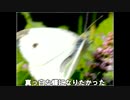 【オリジナルボカロ曲】『白蝶』words by nimoguru, music & arrangement by Ayanokoji_k