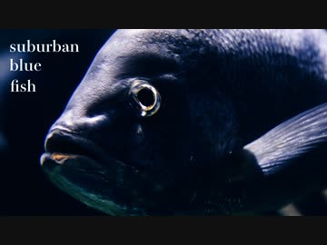 suburban blue fish feat.初音ミク - Parabola