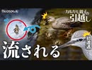 0509R④【カルガモ親子の引越し】1羽流され勇気の飛び降り。カワセミ捕食。初遭遇の野鳥キアシシギ【野鳥撮影と観察】