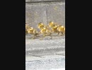 ヒヨコの全力疾走【カモ親子の引越し】