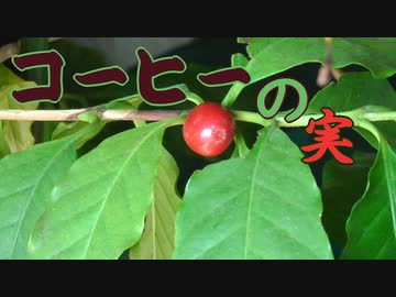 【コーヒーの木】コーヒーの実が出来ました【プランター】