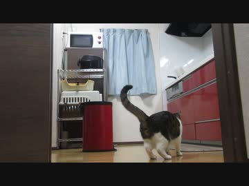 フェイントと猫
