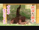 絆深い親子オランウータン(多摩動物公園)