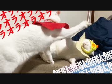 【猫】オラオラオラオラオ無駄無駄無駄無駄無