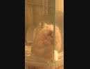 キンクマハムスターペロペロ