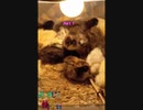 変なおじさんとこの　鶏さん２８２　ひよこ饅頭すやすやびくん