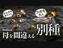 カルガモ親子0509R⑤【雛鳥が母を異種コガモと間違い】引越しを襲われる悲劇。勇気の段差降りとすべり台。ムクドリ水浴び【カモの引越しに密着】　#カルガモ親子　#コガモ　#身近な生き物語