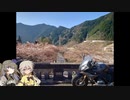 【つむぎ＆ひまりバイクツーリング】吉野お花見①/②【R1200RS/Driveman BS-9b】