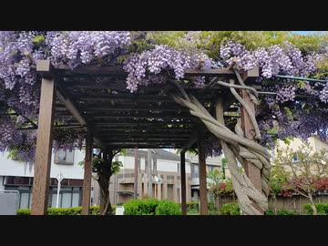 パスタが茹で上がる五分かからないのでお聞きください。「羽ばたけ今」関前四丁目公園。
