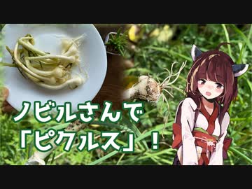 【思い切って野草を食べてみよう】#65  ノビルさんで「ピクルス」！