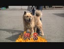【疑似m@s】RED DOG BEAT!!