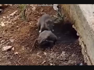 ネズミｖｓカエル