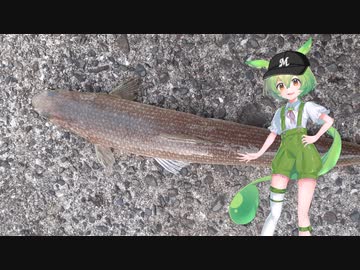 ずんだもんと釣りします【Ⅲ】サビキ釣り＋のませ釣り