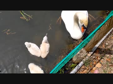 白鳥の赤ちゃんを見に行ってきましたin日本経済大学イングリッシュガーデン