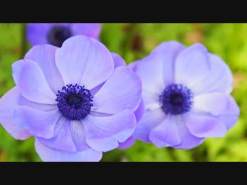 【ボカコレ2022春】アネモネ《self remix》／チネンユーダイ feat.初音ミク