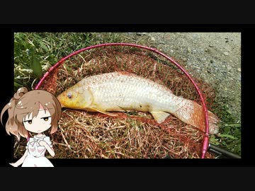自転車サボってパンコイ釣りに行ってみた　其弐
