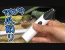 アオジタトカゲの爪を削ります