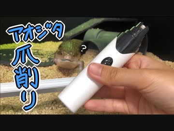 アオジタトカゲの爪を削ります