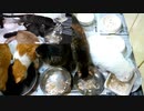 今週のおやつ（本隊）【蒼民家の猫々】