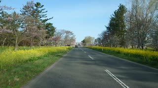 ふらり旅特別編　秋田県大潟村菜の花ロード桜並木に行って参る！18話