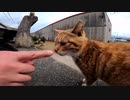 おっさん達が猫島の猫達を撮影【野良猫】【感動猫】