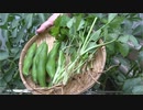 ソラマメと三つ葉【長火鉢とおっさん256】