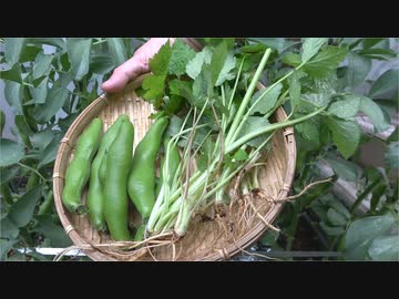 ソラマメと三つ葉【長火鉢とおっさん256】