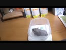 ハムスター飼いました。その131～2022年4月だよ!!体重測定だよ!!～