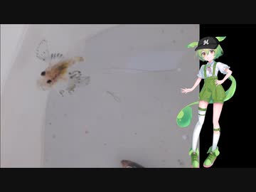 なんだこいつ