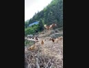 ホモと見るゼルダでニワトリに逆襲されるやつの実写版