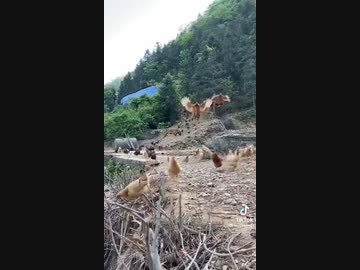 ホモと見るゼルダでニワトリに逆襲されるやつの実写版