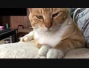 猫の顔を存分にモフる