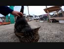 ぼっちなおっさんが猫島の猫におしっこをひっかけられてしまう！？【野良猫】【感動猫】