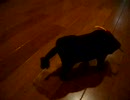 おもちゃの牛の動画
