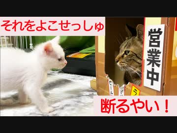 子猫ギャング、猫うどん屋台を地上げする