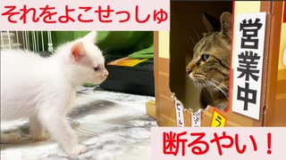 子猫ギャング、猫うどん屋台を地上げする