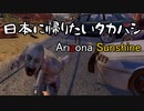 【arizonasunshine】日本に帰りたいタカハシ【CeVio実況】