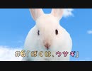 #6ぼくはウサギ