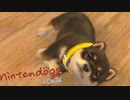 １年ぶりに愛犬に会いにきました。【nintendogs + cats】