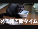 #27 ぬこ様ご飯タイム Lunch time #ASMR