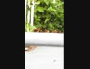 かわいい不法侵入