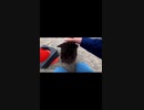 目ヤニと鼻水でボロボロな島の猫を救いたい#Shorts【野良猫】【感動猫】