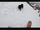 鬼のように回転しながら雪山を転げ落ちていくイッヌが目撃される