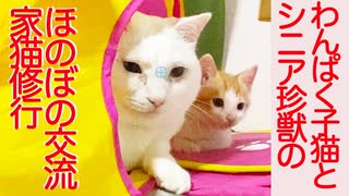 わんぱく保護子猫、シニア珍獣に世界の不可思議を学ぶ