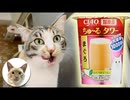 超巨大ちゅ～るをはじめて食べた猫たちが可愛すぎてたまらんｗｗｗ