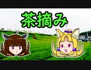 【AIきりたん&イタコ】茶摘み【NEUTRINO】