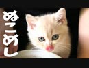#28 ペロとクロのご飯タイム Kitten Lunch time #ASMR