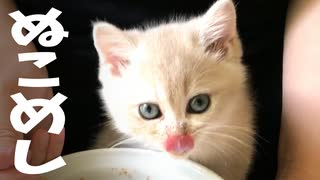 #28 ペロとクロのご飯タイム Kitten Lunch time #ASMR