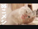 #29 ぬこメシ Dinner time #ASMR
